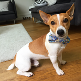 Bluebell Floral Bow Tie Collar