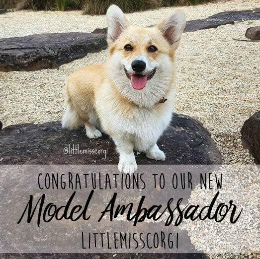 Little Miss Corgi - Our Model Ambassador Winner!