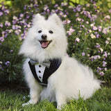 Navy Bow Tie Tuxedo Dog Harness